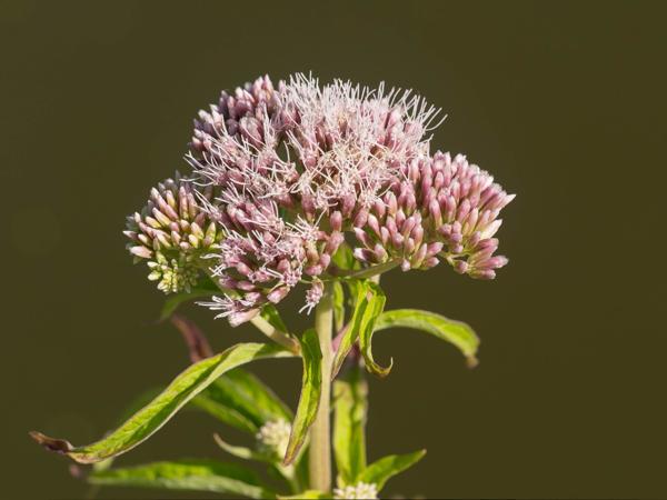 Koninginnenkruid (Eupatorium cannabinum)